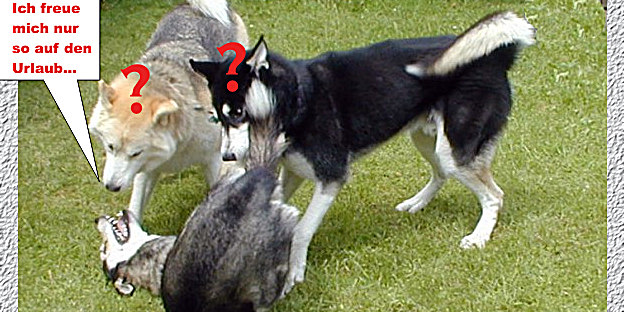 Ein Hund liegt auf der Wiese auf dem Rücken und scheint zu lachen. Zwei andere Huskys stehen über ihn geneigt und schauen ihn fragend an.